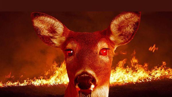 ظهور مرض زومبي الغزلان