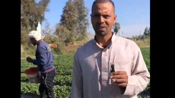 جنى محصول الفراولة