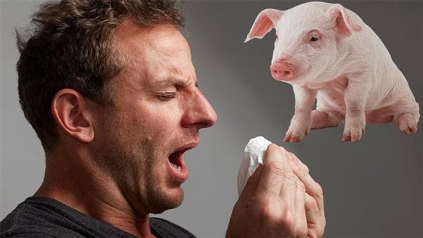 انفلونزا الخنازير