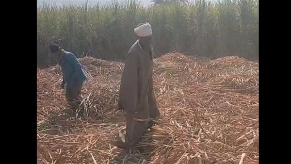 حصاد قصب السكر بقنا