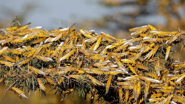 أسراب الجراد الأصفر