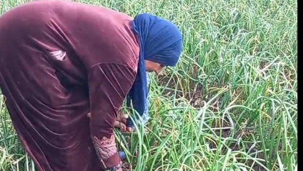 الحاجة سعدية من كفر