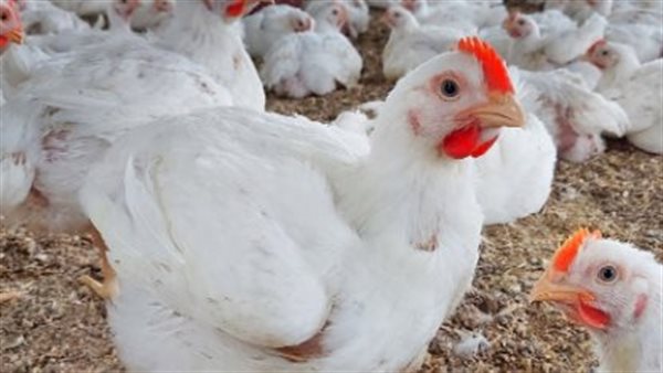 اسعار الفراخ