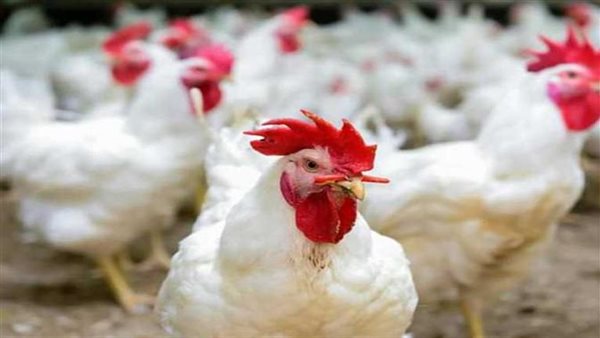 سعر الفراخ البيضاء