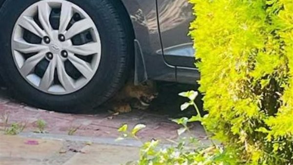 تفاصيل العثور على