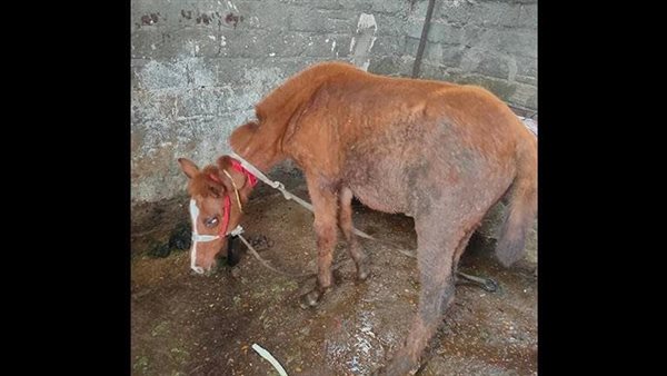 حصان - أرشيفية