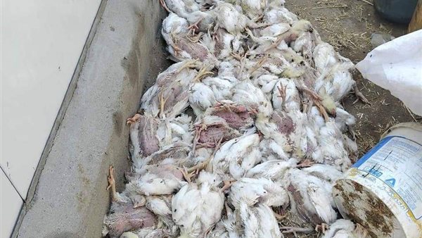 نفوق الدواجن بسبب