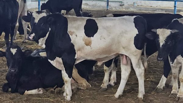 صكوك الاضحية