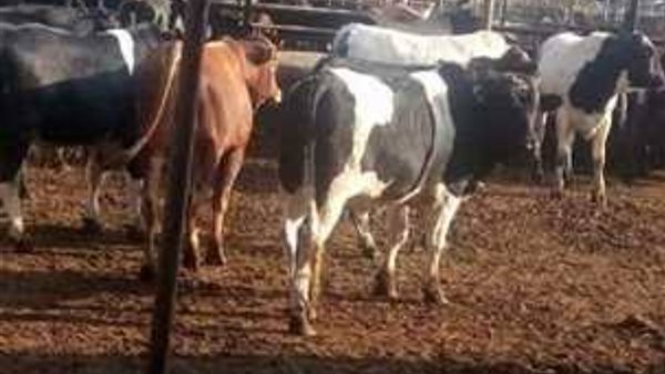 أضاحي وزارة الأوقاف