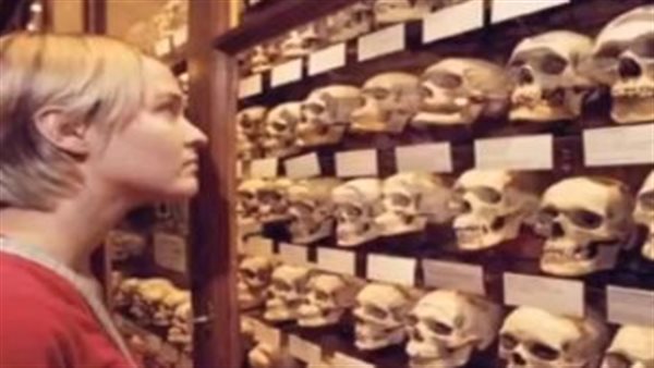 عرض جماجم مصرية في