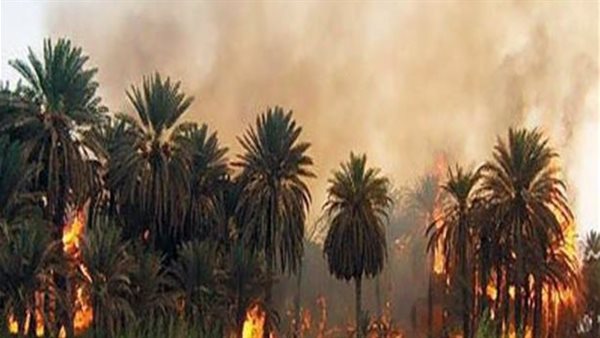 حريق أشجار النخيل