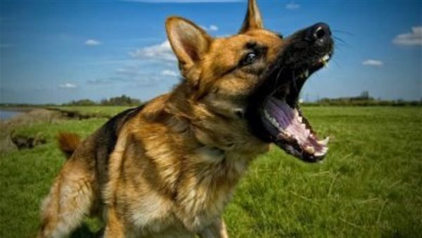 الحيوانات الخطرة