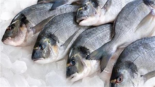 أسعار السمك 