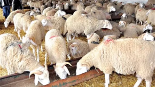 الأضحية واللحوم