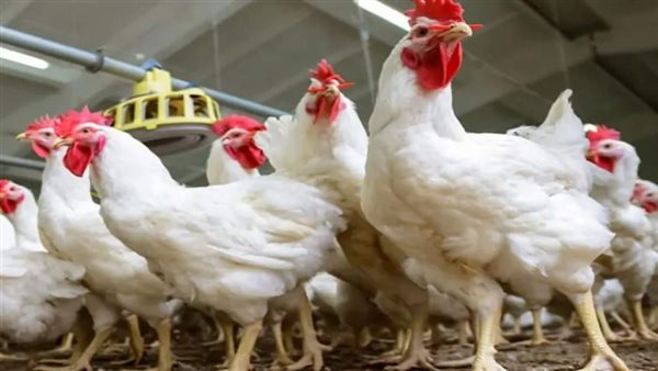 أسعار الفراخ البيضاء