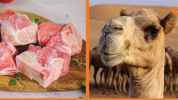 لحوم الجمال 