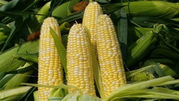 محصول الذرة