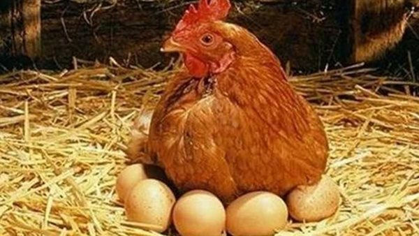 الفراخ والبيض 