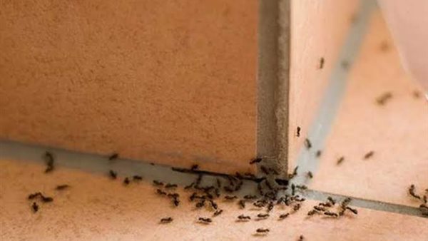 حشرات الصيف 