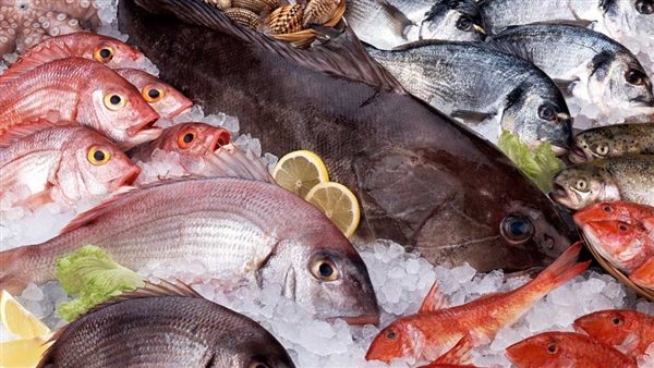 سعر السمك اليوم 