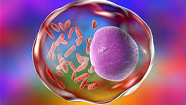 حمى التيفوس 