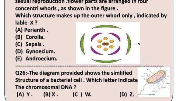 مراجعات لغات احياء