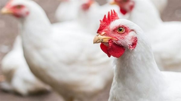 أسعار الفراخ البيضاء