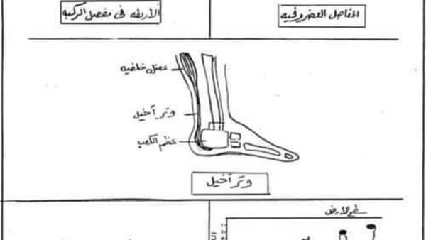 جميع رسومات الأحياء