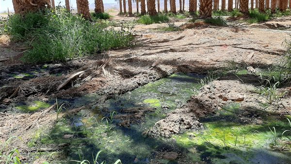 وفاة 32 شخص بحمى