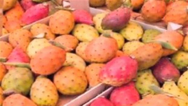 التين الشوكي