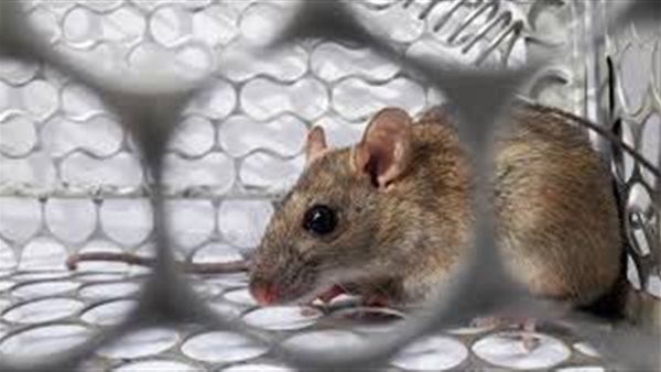 فيروس هانتا