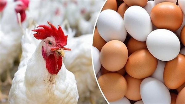 الفراخ والبيض 