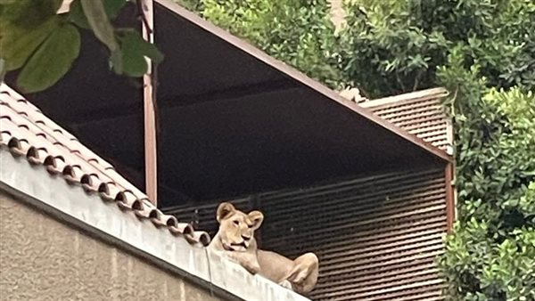 شبل المعادي