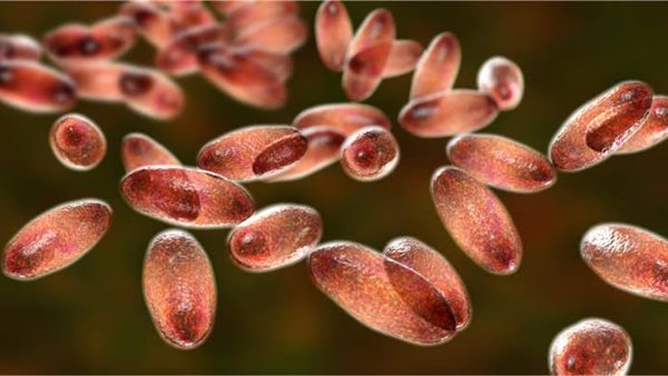 مرض الطاعون