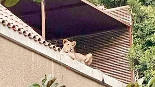 واقعة أسد المعادي