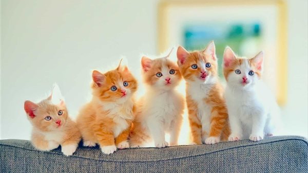 حكم تربية القطط