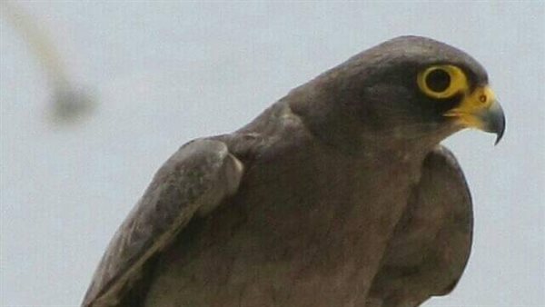 طائر صقر الغروب