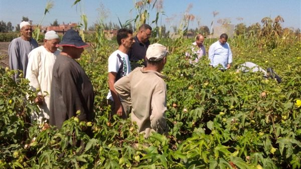 نشاط ارشادي 