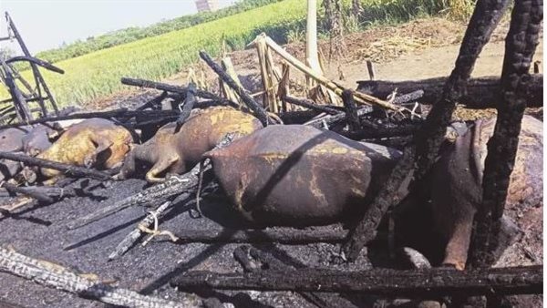 حريق مزرعة مواشي