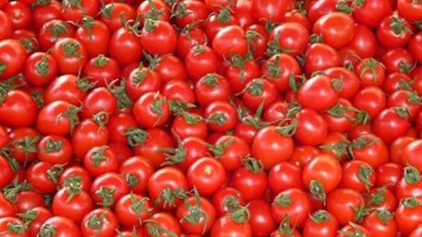 الطماطم 