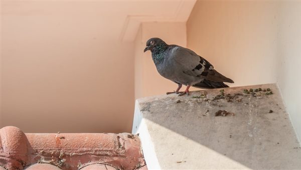 براز الحمام 