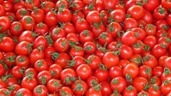 الطماطم 