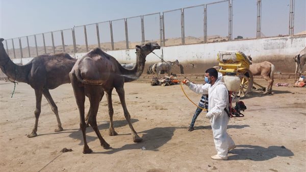 تحصين الخيول والأبل