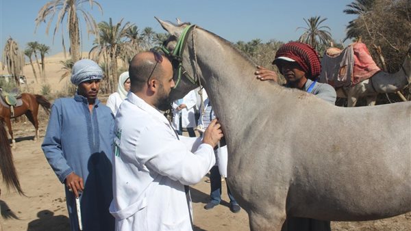 جانب من الخدمات البيطرية