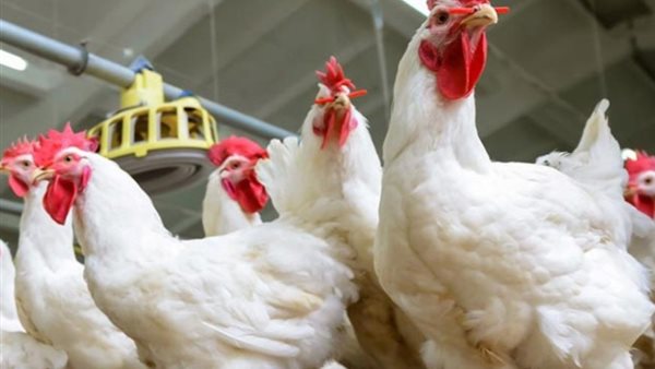 أسعار الفراخ البيضاء