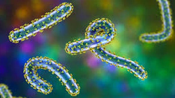 فيروس ماربورغ 