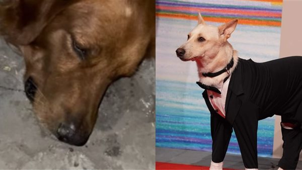 الكلب رامبو - كلب