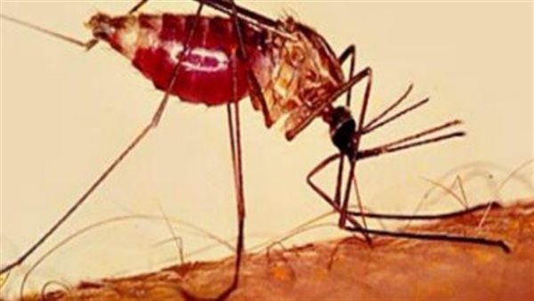 نقل عدوى الملاريا