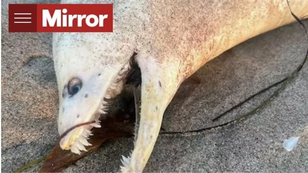 مخلوق غريب الشكل