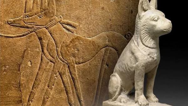 الكلاب الفرعونية